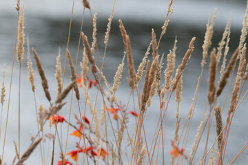 ramas y follaje mecidos por el viento