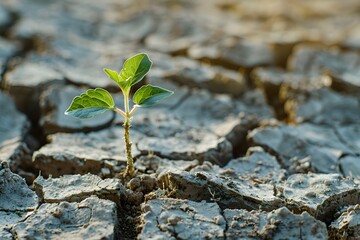 Resilient Life in Parched Earth: A Young Plant's Defiant Emergence