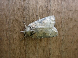 Oak Nycteoline moth (Nycteola revayana)