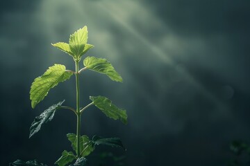 Stormy Sky's Golden Promise: A Young Plant's Path to Growth and Renewal - obrazy, fototapety, plakaty