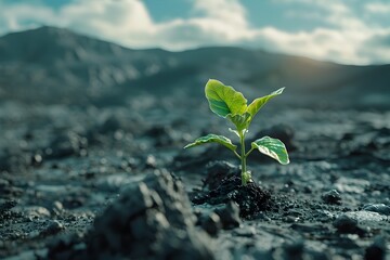 Green Shoots of Hope: A Young Plant's Resilient Growth on a Barren Landscape - obrazy, fototapety, plakaty
