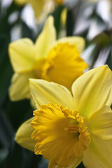 Narzissen im Garten