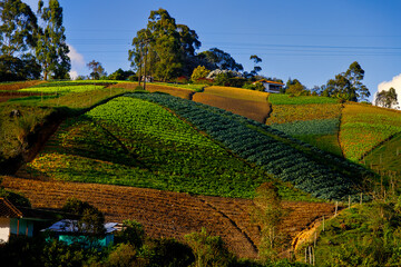 Planted fields at sunset on a hill near Guatape, Colombia