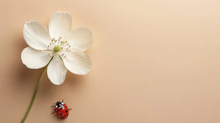 Fotobehang brow background with flower stems and white flowers. Featuring a ladybug exploring the delicate petals, there's plenty of space for this simple design message. Suitable for various purposes © Saowanee