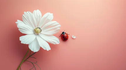 Fotobehang Pink background with flower stems and white flowers. Featuring a ladybug exploring the delicate petals, there's plenty of space for this simple design message. Suitable for various purposes © Saowanee