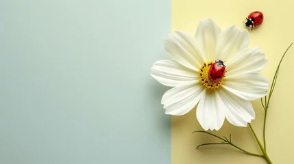 Fotobehang two colors background with flower stems and white flowers. Featuring a ladybug exploring the delicate petals, there's plenty of space for this simple design message. Suitable for various purposes © Saowanee