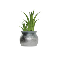 Potted plants placed on a white background
