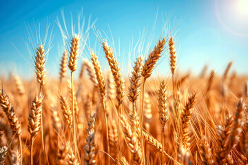 Golden wheat field agriculture crop, sunny summer day on the farm