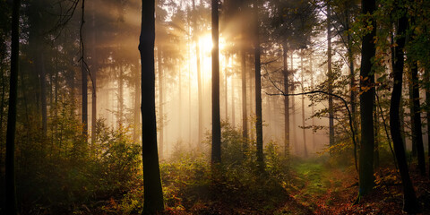 Enchanting moody panorama with sunrays illuminating the fog in the woods. A cinematic fairytale scenery