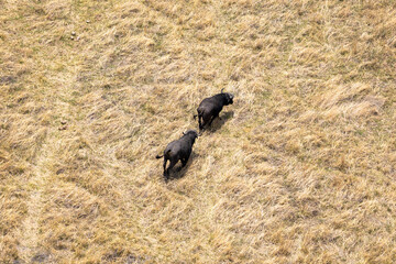 African buffalo seen from the air on the Okavango Delta, Botswana