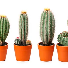 Keuken foto achterwand Cactus in pot cactus isolated on a white background 
