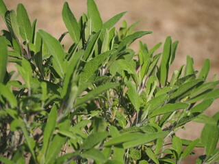 ハーブ　コモンセージ