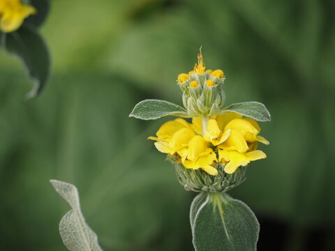 ハーブ　エルサレムセージの黄色い花