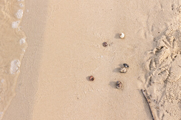 Seashells on wet sand on the shore