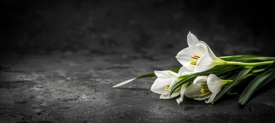 Funeral lily on dark black backdrop with ample room for text placement, suitable for memorials
