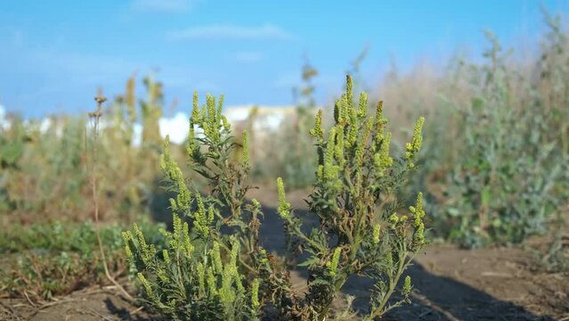 Ambrosia bushes. A man walks near the ambrosia. Allergy due to ragweed pollen.