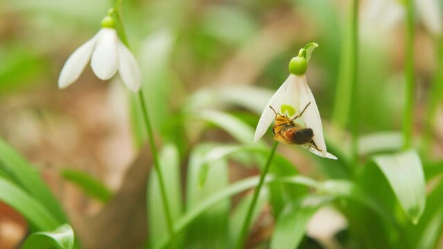 March 8 Holiday. White Snowdrop Flower Perennial Herbaceous Plant. Snowdrop Flowers Blossoming In A Meadow.