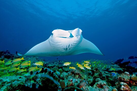 Pelagic manta ray (Manta birostris) and coral fish over coral reef, Maldives, Indian Ocean, Asia
