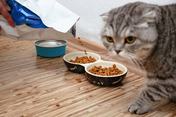 Feeding Time: Cat with Dry Food Bowls