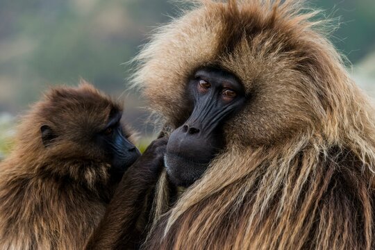 Gelada baboon (Theropithecus gelada), male with young animal, portrait, Simien Mountains National Park, Ethiopia, Africa