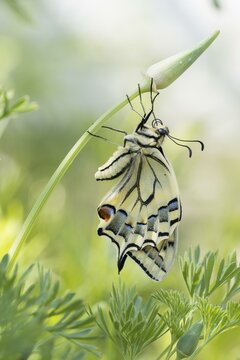 Swallowtail (Papilio machaon) on bud of California poppy (Eschscholzia californica), Hesse, Germany, Europe