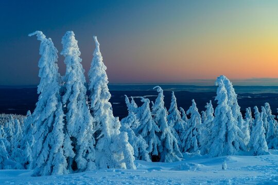 Snowy Spruces (Picea) on the Brocken at blue hour, winter, Harz, Schierke, Saxony-Anhalt, Germany, Europe