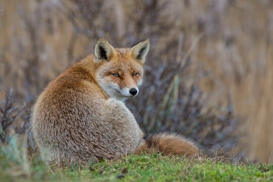 Red fox (Vulpes vulpes) in winter coat, view to the back, Netherlands