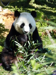 Panda dans un parc animalier