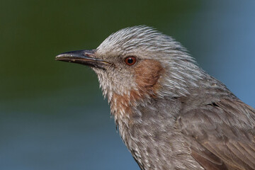 Close up image of Brown-eared Bulbul face