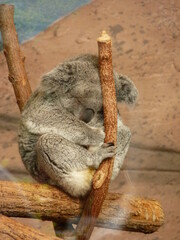 Koala dans un parc animalier