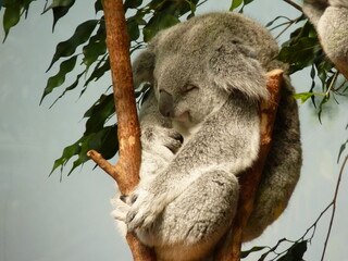 Koala dans un parc animalier