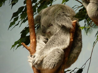 Koala dans un parc animalier