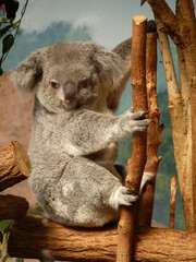 Koala dans un parc animalier
