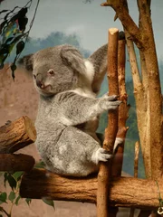 Fotobehang Koala dans un parc animalier © Cyndie