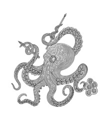 Octopus, Vintage engraving drawing vector  illustration