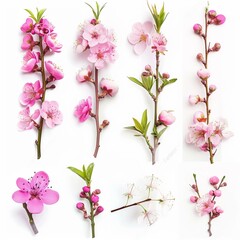 High-Quality Assorted Pink Spring Blossoms Isolated on White Background