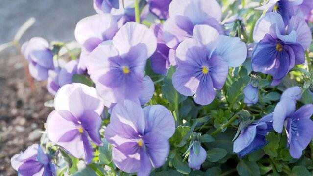 Tokyo,Japan - March 21, 2024: Closeup of violas in a garden