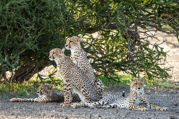 Family of cheetahs in Botswana, Africa