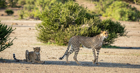 Family of cheetahs in Botswana, Africa