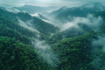 Bird's eye view of the Himalayan impenetrable jungle in dark green shades and fog. - obrazy, fototapety, plakaty