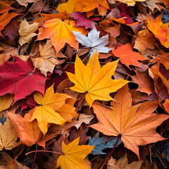 Naklejka na ściany i meble Colorful autumn leaves on a forest floor.
