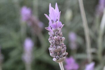 Flor de Lavanda