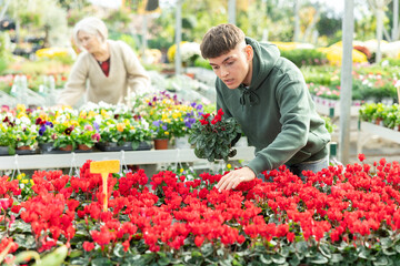 Guy customer-onlooker curiously examines showcase exhibition with indoor plant cyclamen. Owner of offline flower shop inspects showcase with goods new arrival