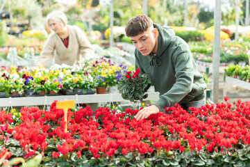 Guy customer-onlooker curiously examines showcase exhibition with indoor plant cyclamen. Owner of...