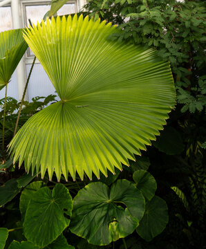 Giant Leaf