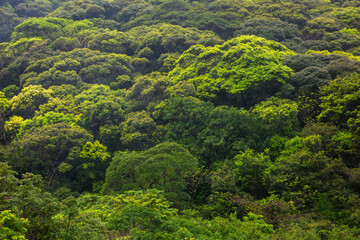 奄美の春、新緑、新緑の山