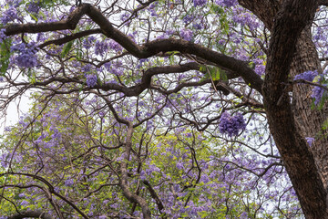 árbol de jacaranda, ramas vistas desde abajo
