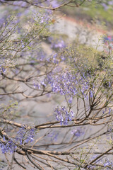 Rama de árbol jacaranda con pocas flores 