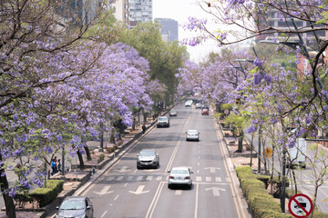 Calle de la ciudad de México con árboles de jacaranda a los costados y coches transitando