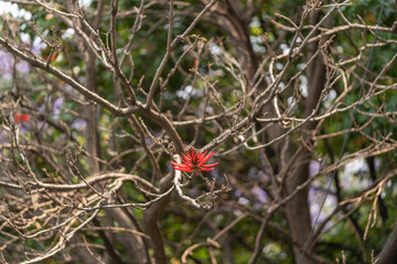 árbol de colorín con flor roja y ramas